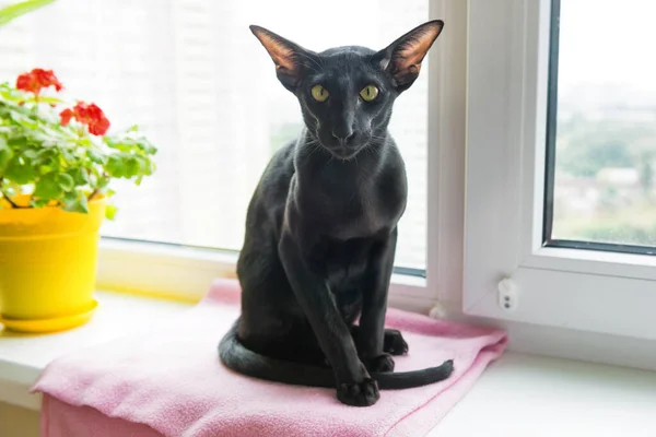 Pisica Orientală Neagră Stă Pervazul Ferestrei Flori Casă — Fotografie, imagine de stoc