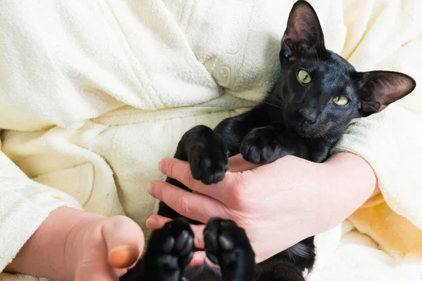Černá Orientální Kočka Žena Zůstávají Doma Během Karantény Útulný Životní — Stock fotografie
