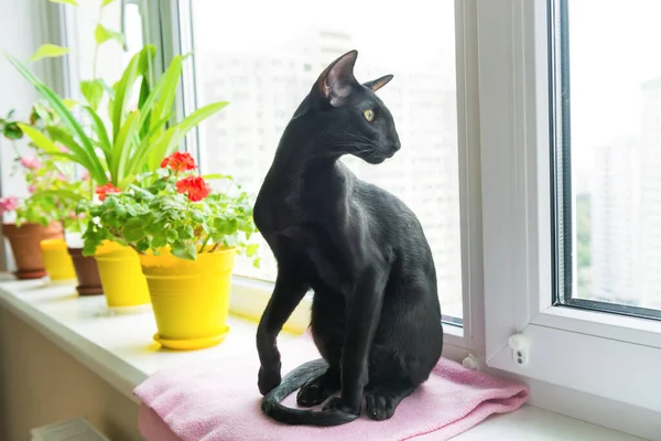 Black Oriental Cat Sits Window Sill Home Flowers — Stock Photo, Image