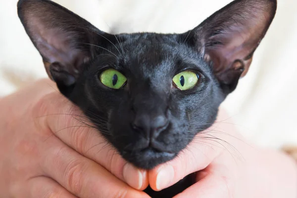 Funny Black Oriental Cat Face Green Eyes Hands — Stock Photo, Image