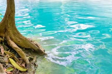 Tayland 'daki Erawan Ulusal Parkı' nda akan akarsuyun yeşil sularındaki tropik ağaç kökleri