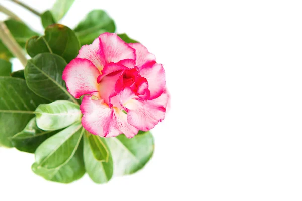 Roze Bloem Adenium Obesum Plant Met Groene Bladeren Geïsoleerd Witte — Stockfoto