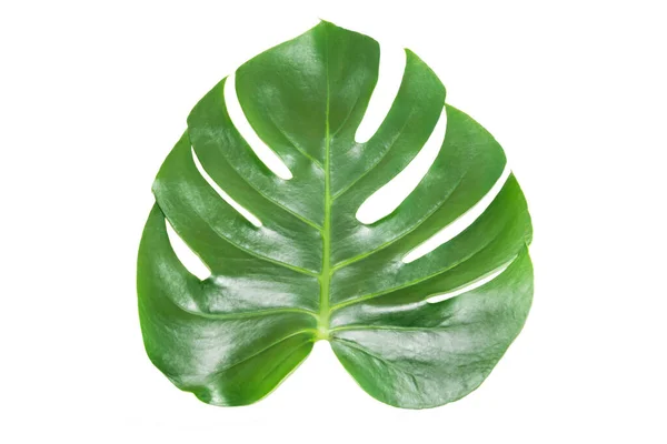 Green Leaf Houseplant Monstera Deliciosa Isolated White Background — Stock Photo, Image