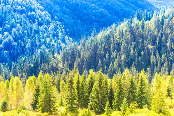 Bosque Pino Soleado Montaña Azul —  Fotos de Stock