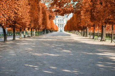 Paris, Fransa 'daki Tuileries bahçesinde kırmızı sonbahar ağaçları olan park sokağı.