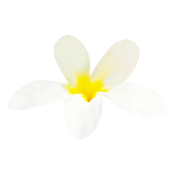 Plumeria Flor Branca Isolado Fundo Branco — Fotografia de Stock