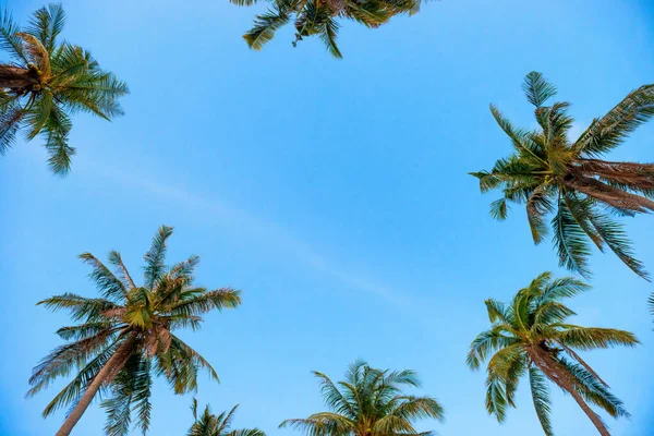 Palmy Top Stromy Modré Obloze Jako Ráj Dovolená Letní Příroda — Stock fotografie