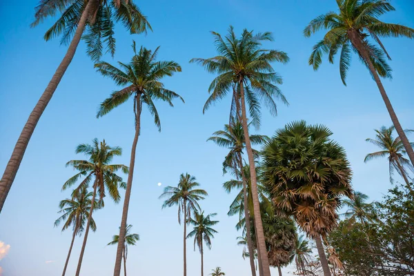 Palmy Západě Slunce Modré Nebe Jako Ráj Dovolená Letní Příroda — Stock fotografie