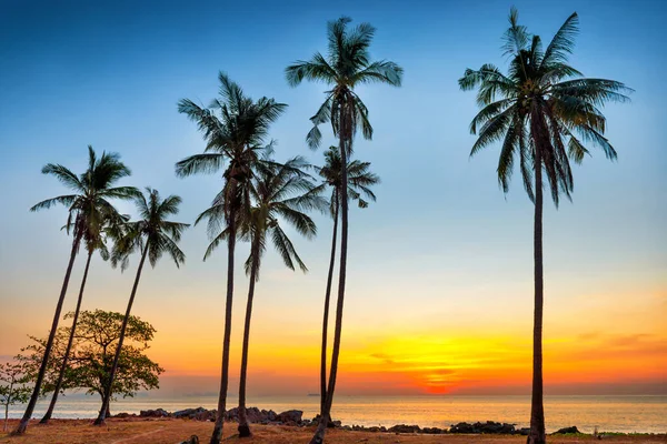 Palm Trees Sunset Sea Coast Paradise Holiday Summer Nature Background — Stock Photo, Image