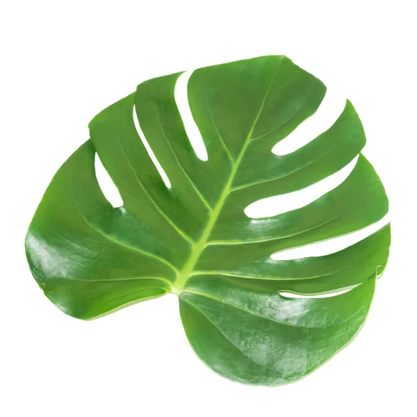 Green Leaf Houseplant Monstera Deliciosa Isolated White Background — Stock Photo, Image