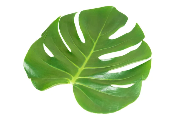 Folha Verde Planta Sala Monstera Deliciosa Isolado Fundo Branco — Fotografia de Stock