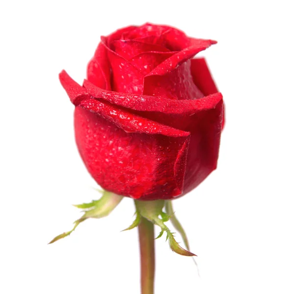 美しい赤いバラは白い背景に隔離され ストック画像