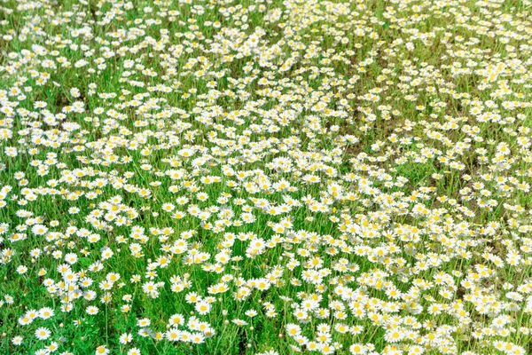 Fleurs Blanches Marguerite Camomille Sur Champ Vert — Photo