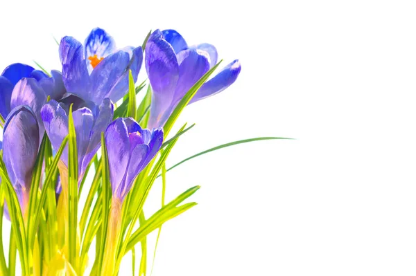 Πρώτη Άνοιξη Λουλούδια Μπουκέτο Από Μπλε Κρόκους Που Απομονώνονται Λευκό — Φωτογραφία Αρχείου