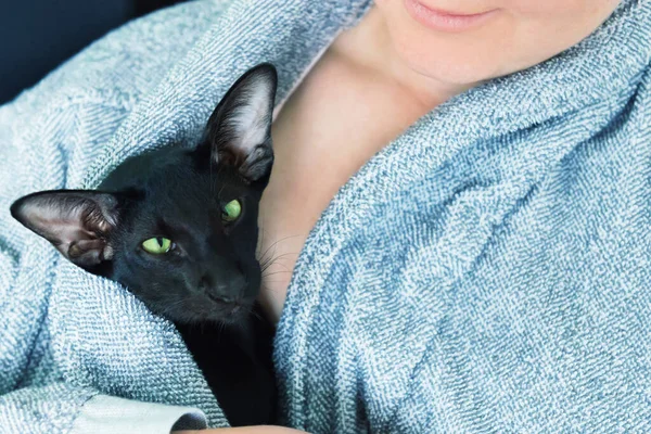 Pisica Femeia Orientală Neagră Stau Acasă Timpul Carantinei Conceptul Confortabil — Fotografie, imagine de stoc