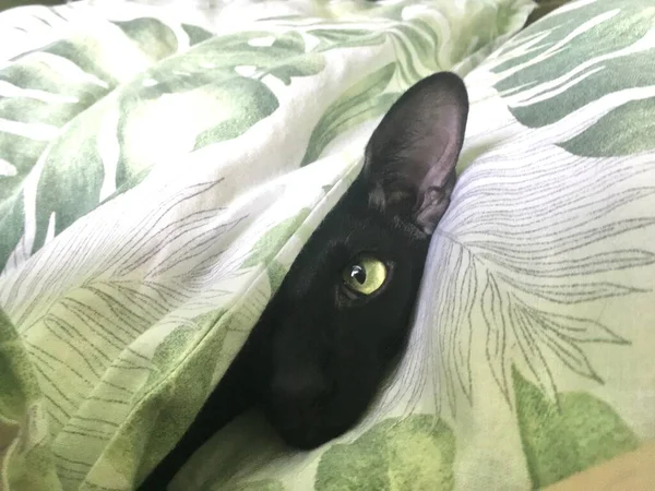 Black Oriental Curious Cat Looking Green Blanket — Stock Photo, Image