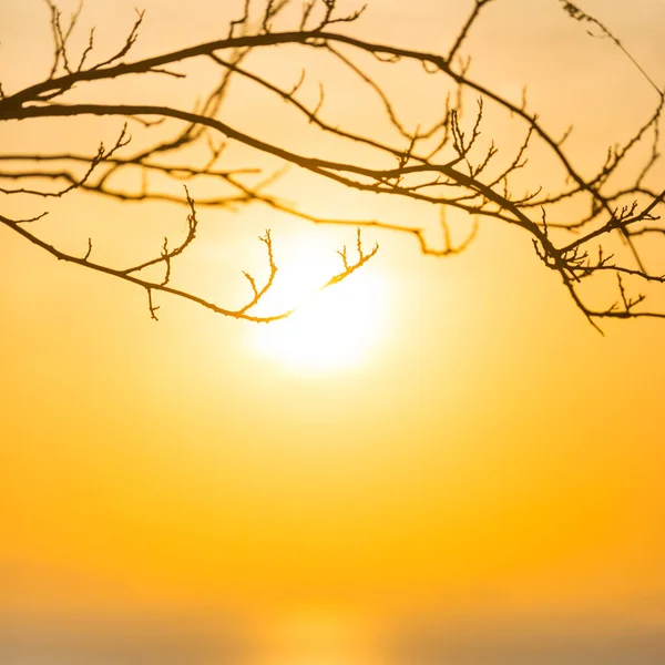 Tree Branches Sunset Sun Summer Sunset Sea Landscape — Stock Photo, Image