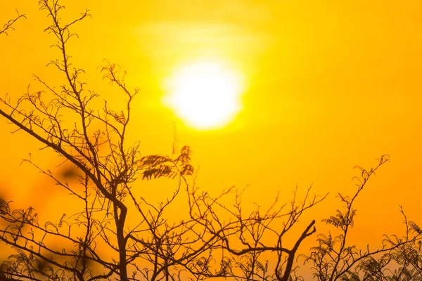 Tree Branches Sunset Sun Summer Sunset Sky Landscape — Stock Photo, Image