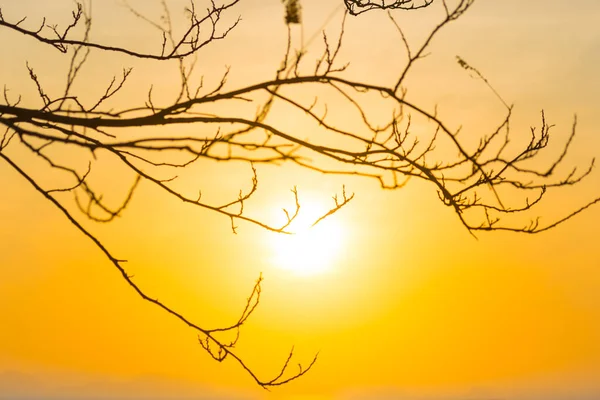 Tree Branches Sunset Sun Summer Sunset Sky Landscape — Stock Photo, Image