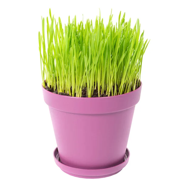 Grama Verde Vaso Plantas Roxo Rosa Isolado Fundo Branco — Fotografia de Stock