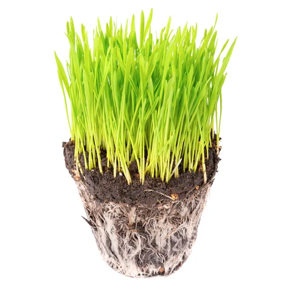 Green Grass Soil Pot Plant Roots Isolated White Background — Stock Photo, Image