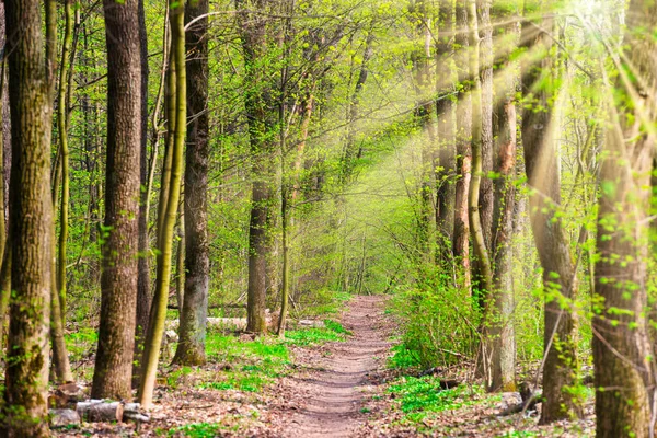 Floresta Primavera Verde Com Folhas Primeira Primavera Luz Sol Caminho — Fotografia de Stock