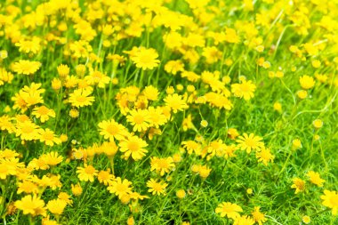 Güzel sarı çiçekler Dendranthema Boreale güneşli yeşil tarlalarda bahar ve yaz doğa arka planında