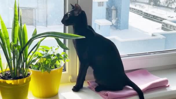Μαύρο Καθαρόαιμο Ανατολίτικο Γάτα Κάθεται Στο Περβάζι Παράθυρο Πράσινα Φυτά — Αρχείο Βίντεο