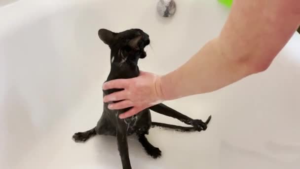 Nasse Schwarze Orientalische Katze Schreit Unter Der Dusche Bad Videoclip — Stockvideo