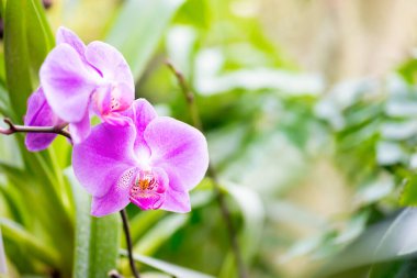 Vahşi bir tropikal ormanda mor orkideler. Yumuşak yeşil arka planı olan güzel bahar çiçekleri