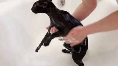 Islak siyah doğulu kedi banyoda duş alırken çığlık atıyor. Tam HD video klibi