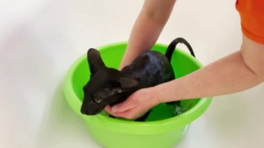 Islak siyah doğulu kedi banyoda duş alırken çığlık atıyor. Tam HD video klibi