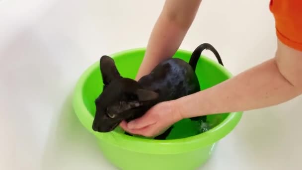 Mouillé Noir Oriental Chat Criant Prendre Une Douche Dans Bain — Video