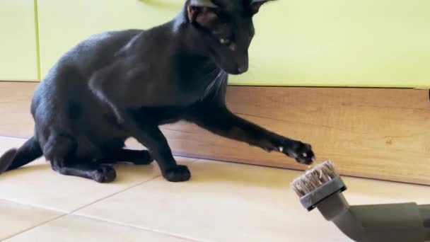 Schwarze Orientalische Katze Spielt Der Küche Mit Schwarzen Staubsaugerbürsten Videoclip — Stockvideo