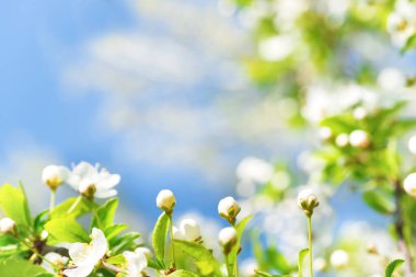 Çiçek açan kiraz ağacında tomurcukları olan beyaz çiçekler, yeşil bahar yapraklarının yumuşak arka planı ve mavi gökyüzü.