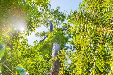 Doğa yeşil ormanın tepesinde büyük ağaçlar ve gökyüzü var.