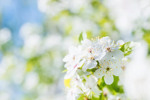 花樱桃树上的白花 背景柔软 叶绿绿 蓝天碧绿 — 图库照片