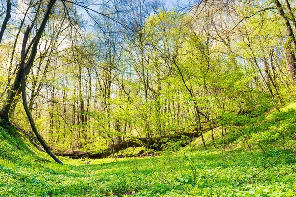 Zielona Trawa Łące Wiosennym Lesie Nowymi Liśćmi Drzewach — Zdjęcie stockowe
