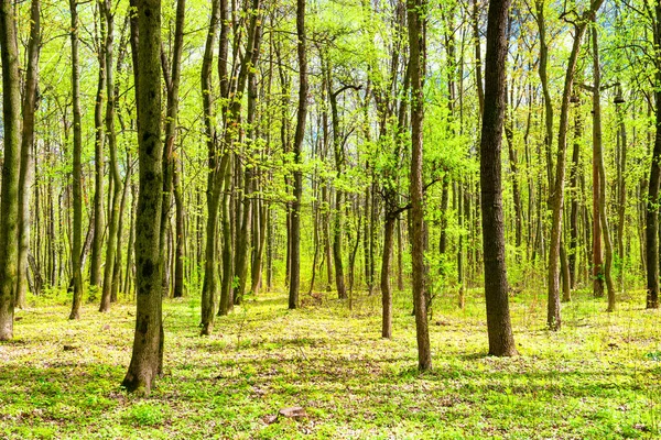 Зелений Весняний Ліс Молодим Новим Зеленим Листям Деревах — стокове фото