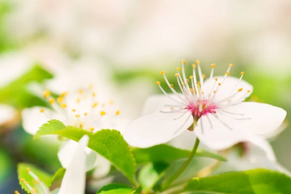 Flores Brancas Uma Árvore Cereja Flor Com Fundo Suave Folhas — Fotografia de Stock