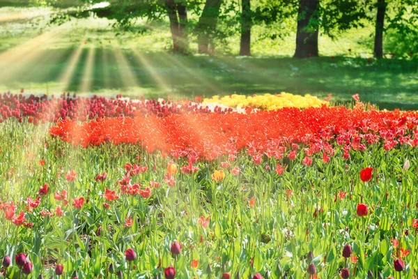 Kleurrijke Tulpentuin Het Groene Park — Stockfoto