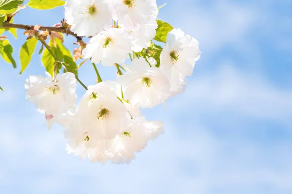 Flor Flores Brancas Sakura Ramo Árvore Primavera Sobre Céu Azul — Fotografia de Stock