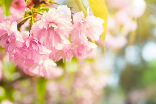Flor Flores Sakura Rosa Ramo Árvore Primavera Macro Close Tiro — Fotografia de Stock