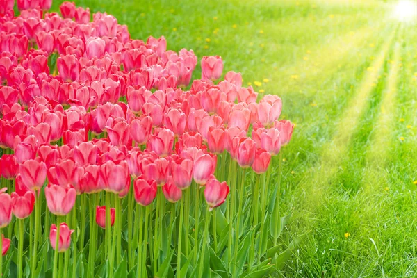 粉色的花郁金香在绿色美丽的公园里 — 图库照片