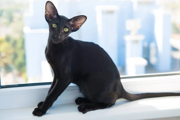 Black Oriental Cat Sitting Looking Window — Stock Photo, Image