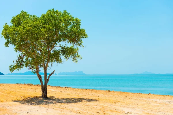 Green Tree Desert Landscape Island Blue Sea Thailand Lanta Island — Stock Photo, Image
