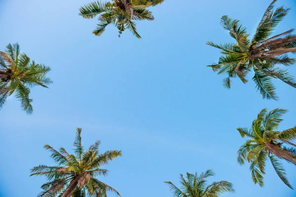 Palmen Top Bäume Blauen Himmel Als Paradies Urlaub Sommer Natur — Stockfoto