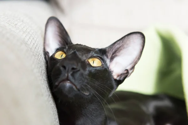 Black Oriental Purebred Cat Black Oriental Cat Sofa — Stock Photo, Image