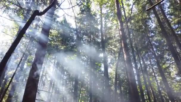 Bos Met Groene Dennenbomen Zon Gaat Door Mistige Bomen Beelden — Stockvideo