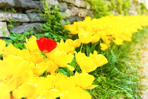 Tulipany Kwiaty Zielonym Parku Ścieżką — Zdjęcie stockowe